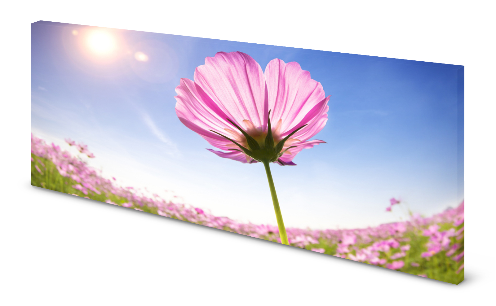 Magnettafel Pinnwand Bild Sommerblume Blume Himmel gekantet