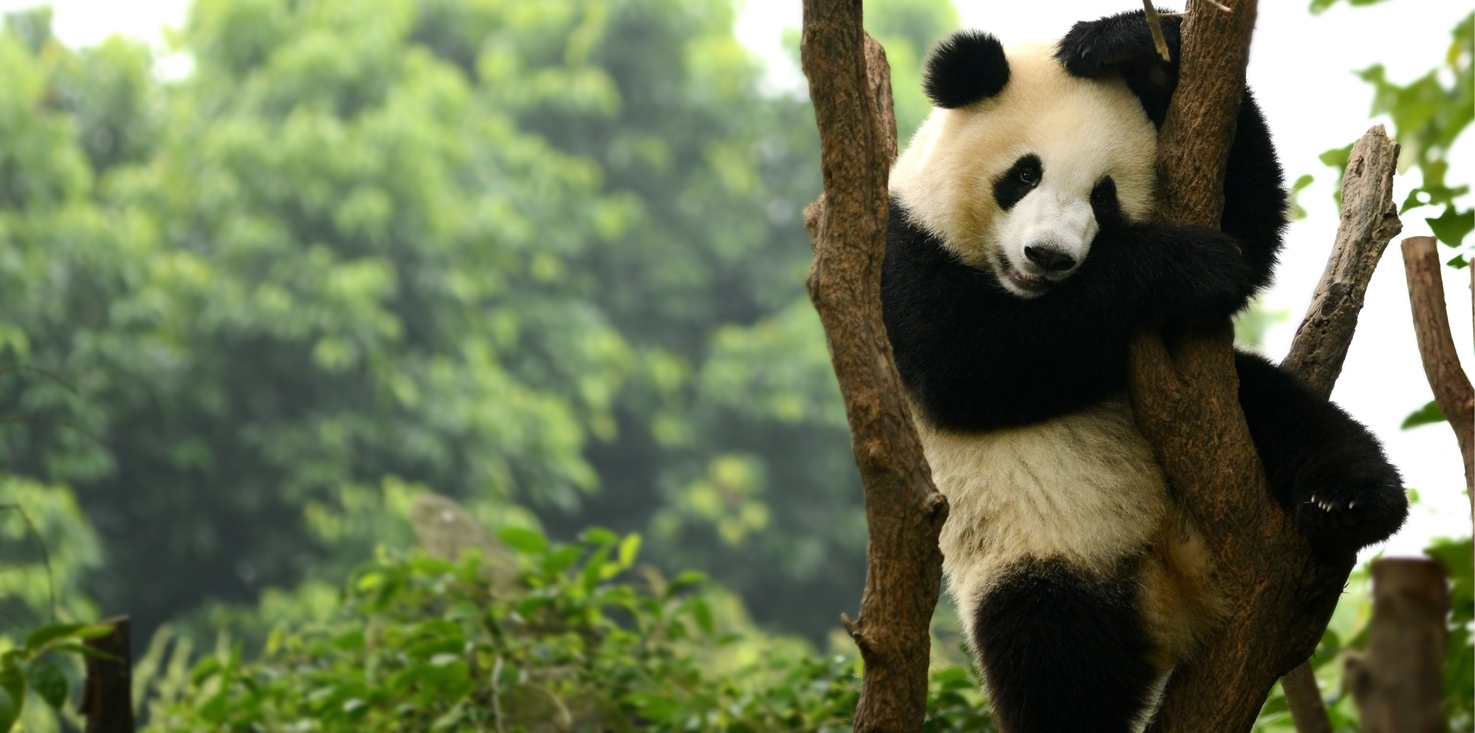 Magnettafel Pinnwand Bild XXL Panorama Panda Pandabär