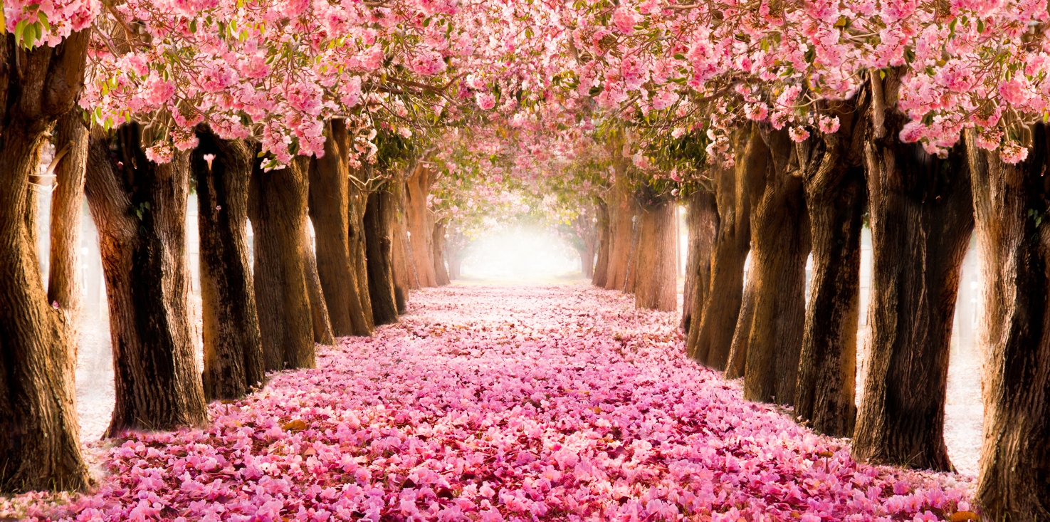 Magnettafel Pinnwand Bild XXL Panorama Allee rosa Blüten