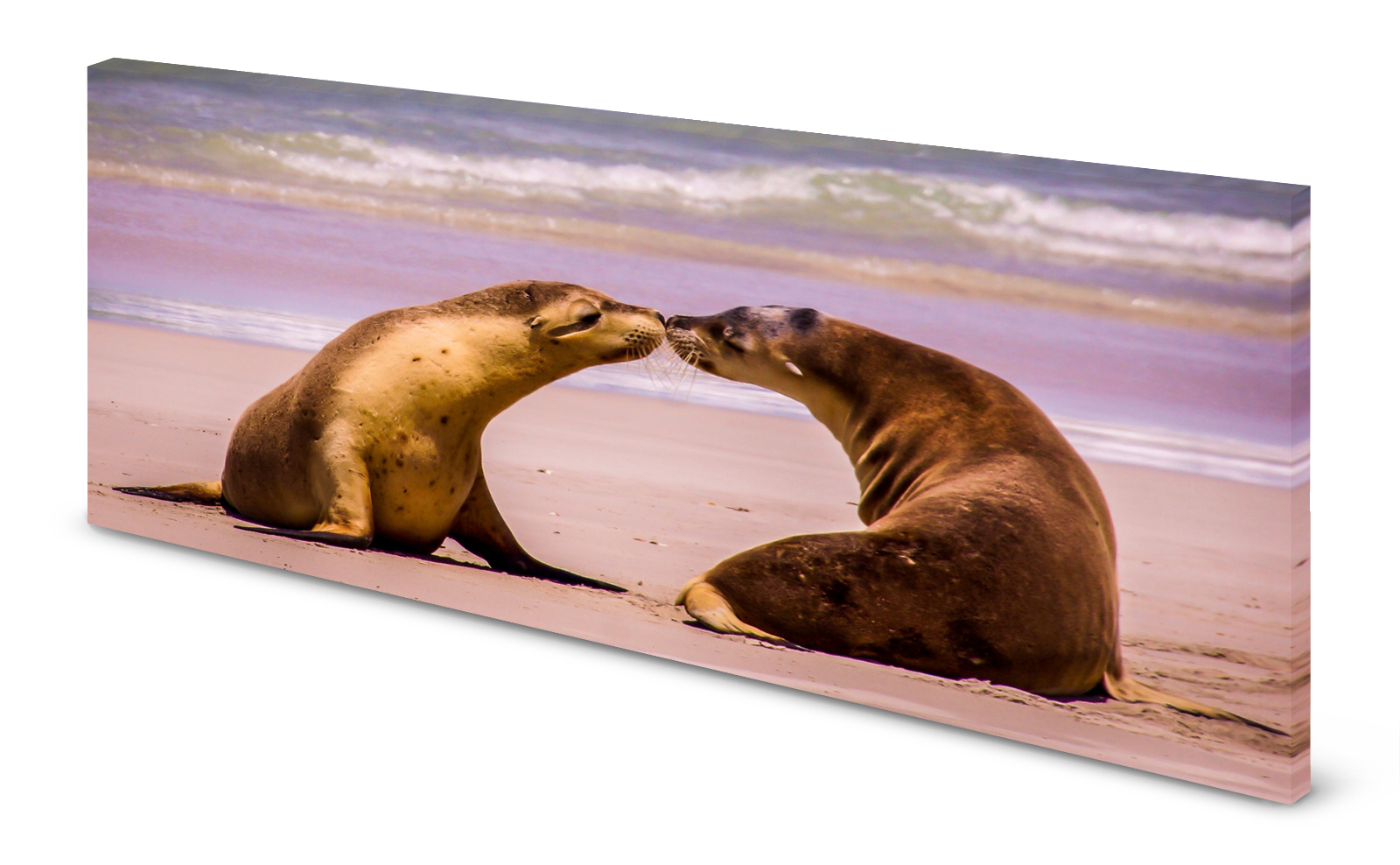 Magnettafel Pinnwand Bild Strand Seehund Seehunde Robbe gekantet