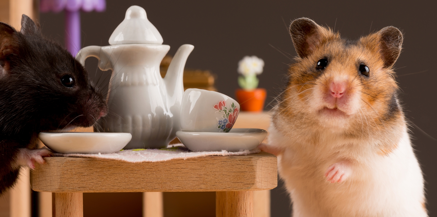 Magnettafel Pinnwand Bild XXL Panorama Hamster Tee Teestunde