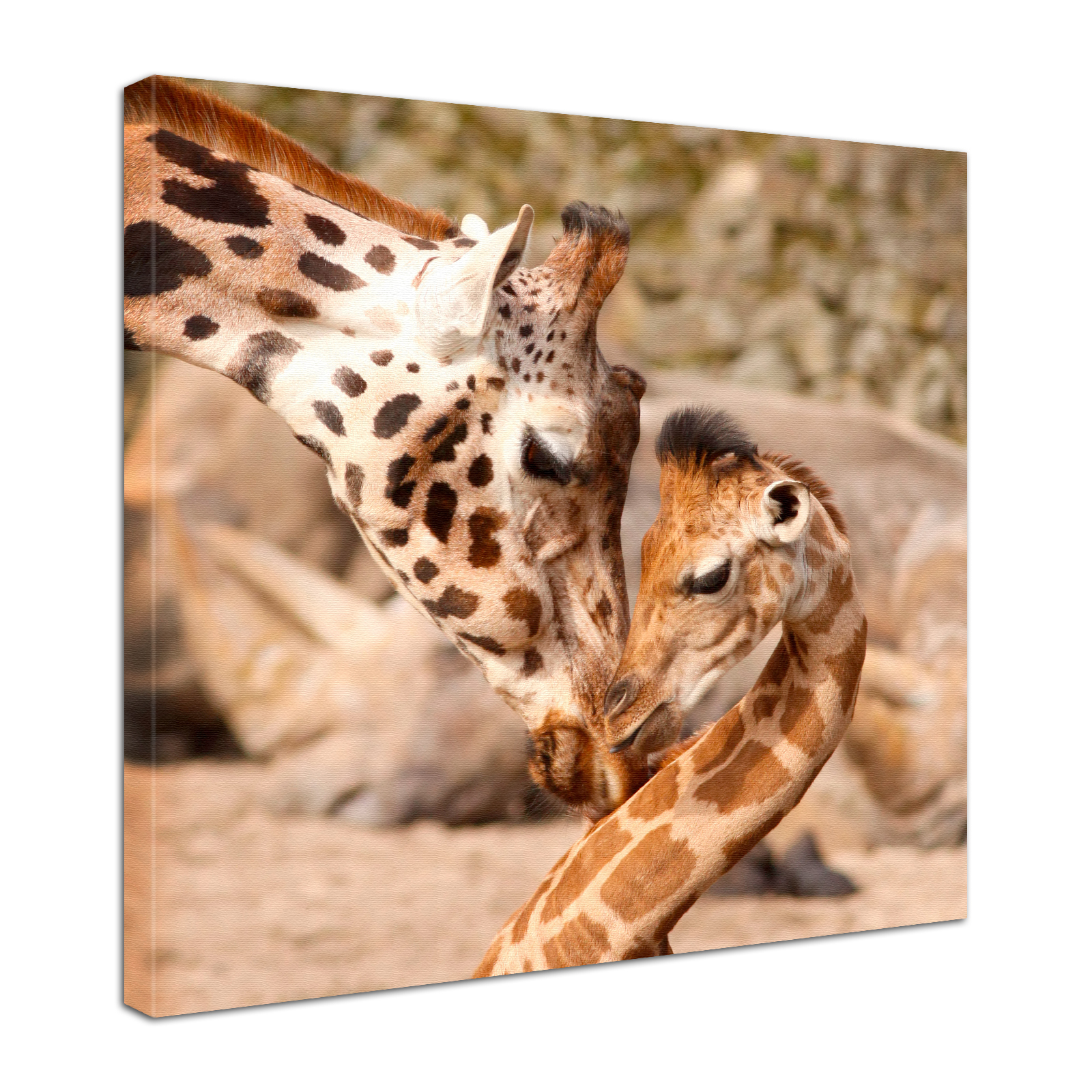 Leinwand Bild edel Tiere Giraffen Mutter & Kind