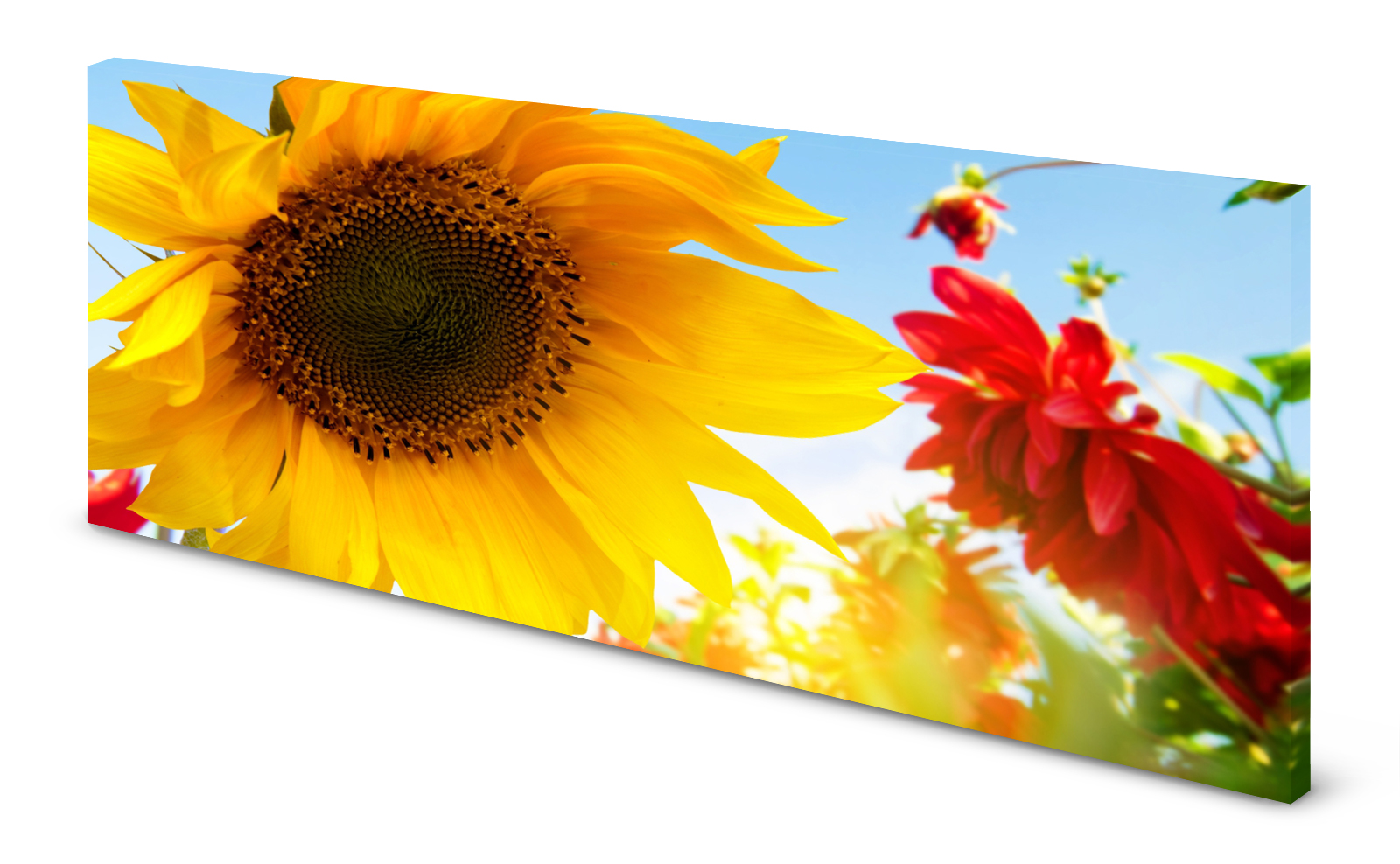 Magnettafel Pinnwand Bild Blumen Sonnenblume gekantet