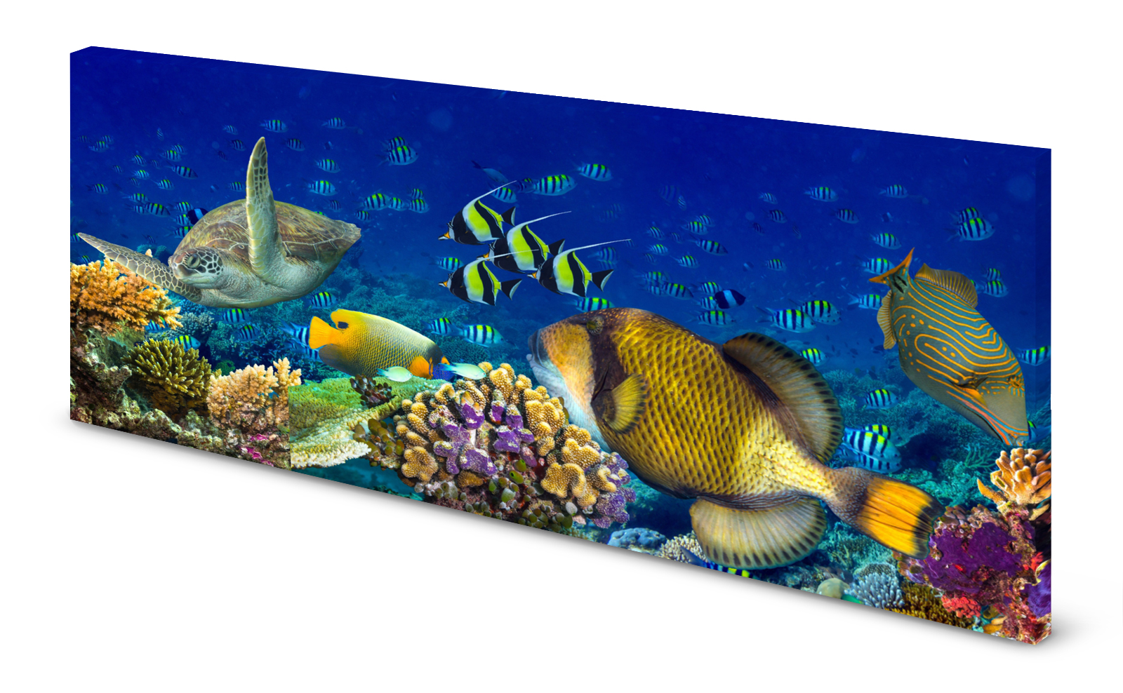 Magnettafel Pinnwand Bild exotische Fische Korallenriff gekantet