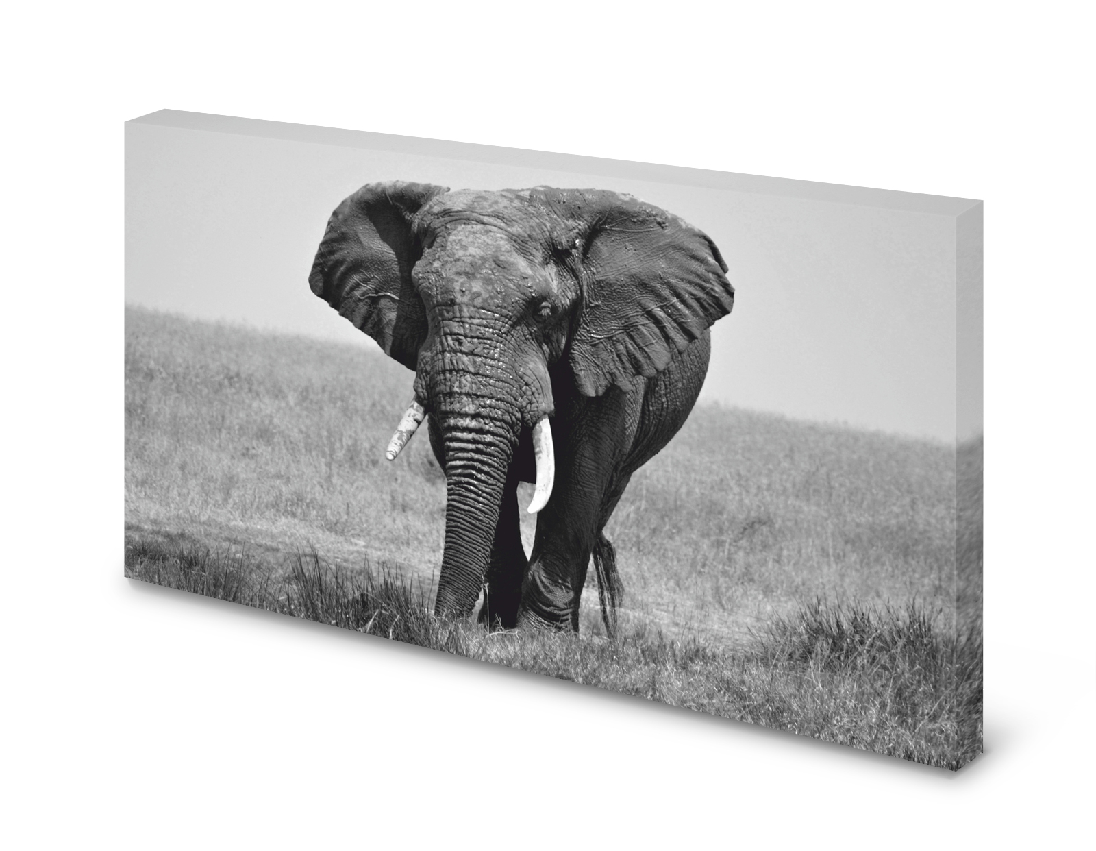 Magnettafel Pinnwand Bild Elefant schwarz weiß