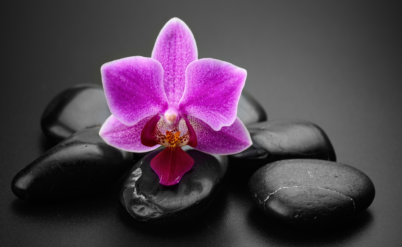 Couchtisch mit Motiv Natur & Blumen Orchidee in pink Zen