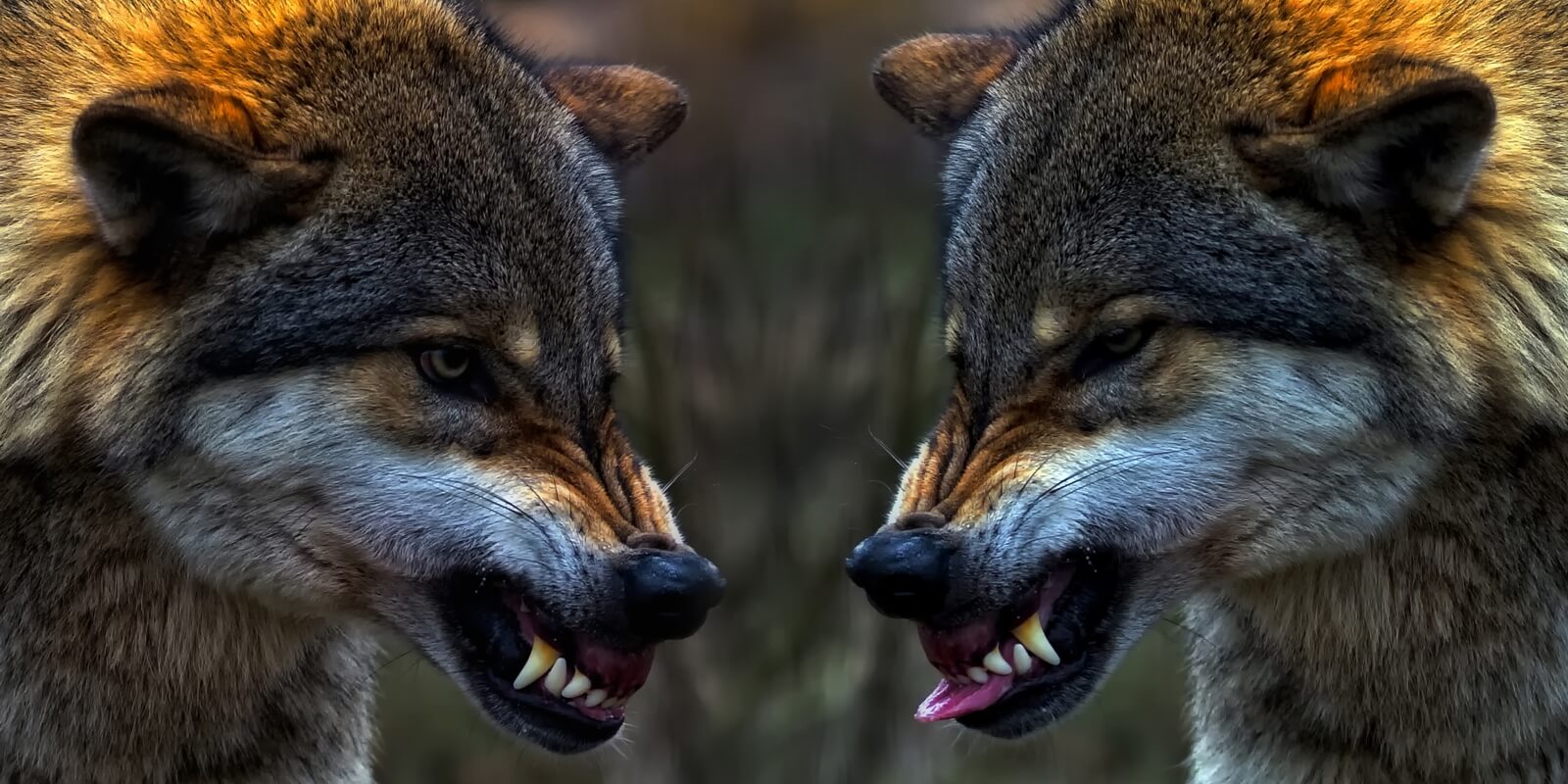 Vlies Tapete XXL Poster Fototapete Panorama Wolf Wölfe