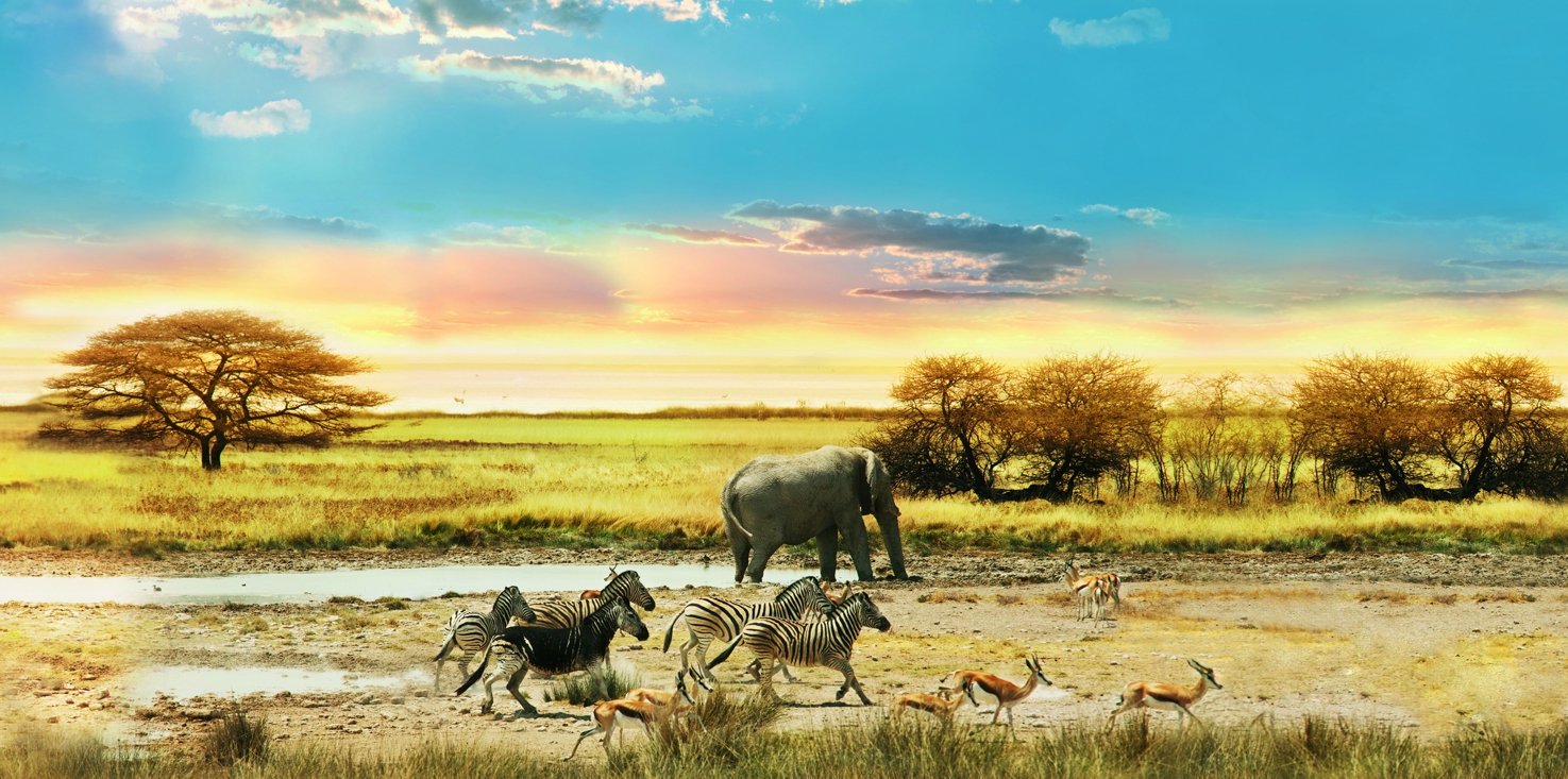 Magnettafel Pinnwand Bild XXL Panorama Afrika Wildtiere