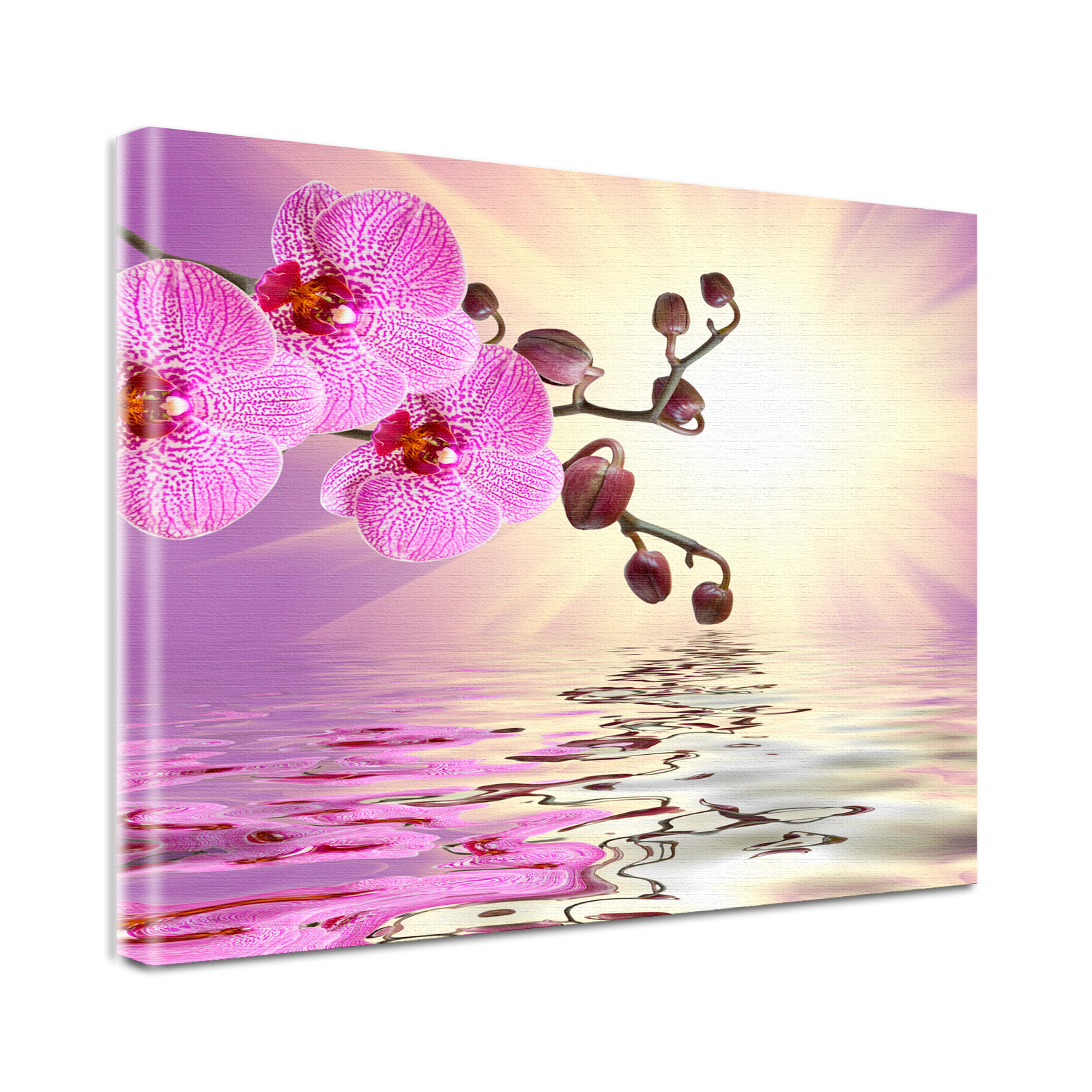 Bild Leinwandbild Blumen Orchidee in rosa und weiß