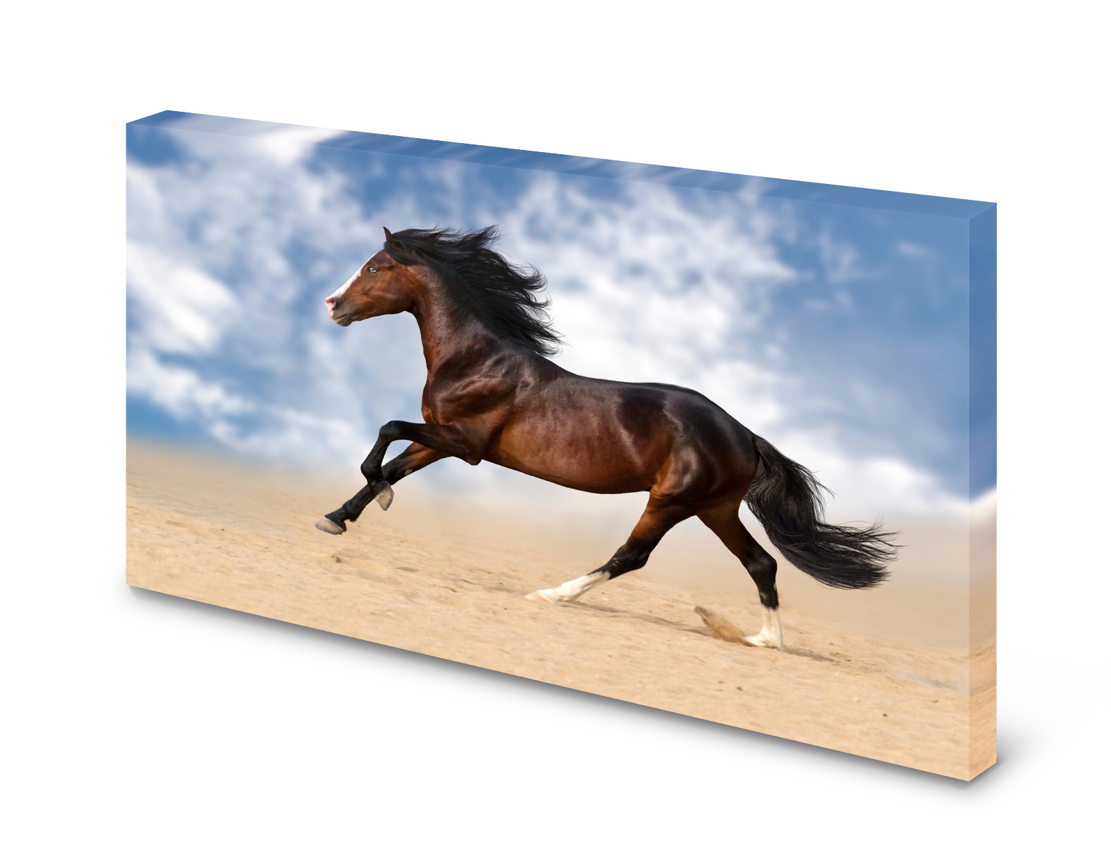 Magnettafel Pinnwand Bild Pferd Brauner Galopp Wüste gekantet