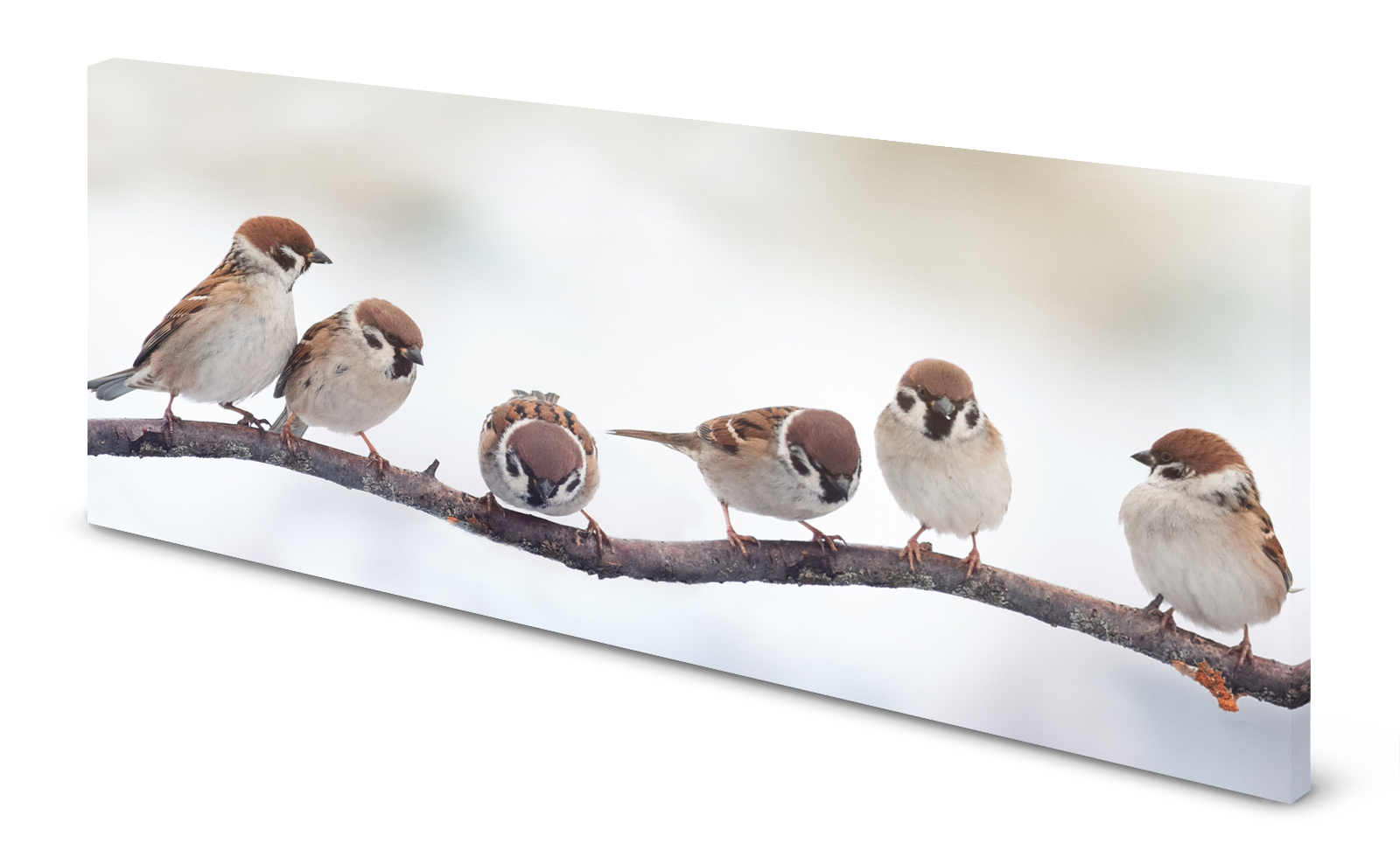 Magnettafel Pinnwand Bild Vögel Spatzen Sperling gekantet