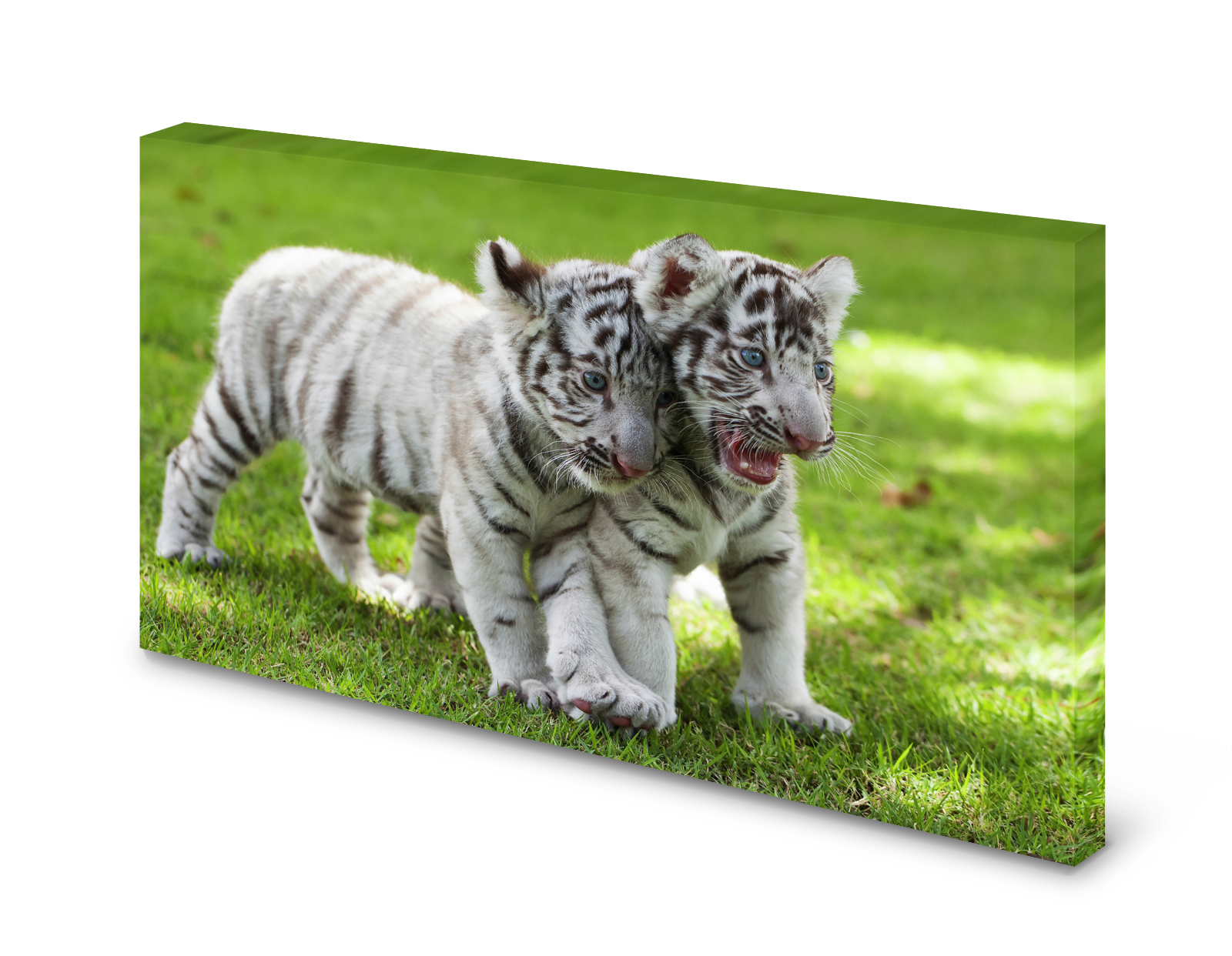 Magnettafel Pinnwand Bild Tigerbabys Tiger Katzen weiß gekantet