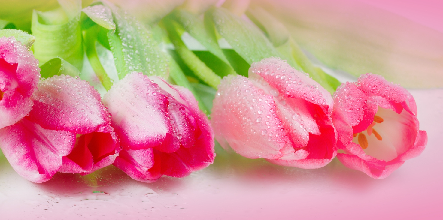 Magnettafel Pinnwand Bild XXL Panorama Tulpen Blüten rosa