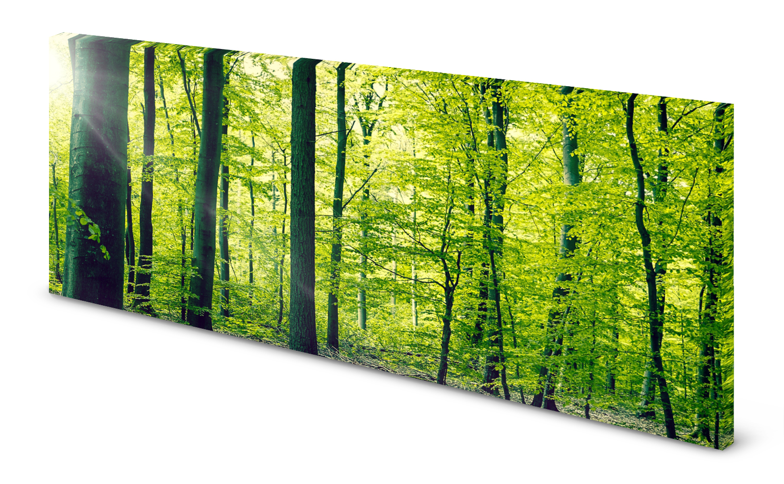 Magnettafel Pinnwand Bild wald Bäume Blätter gekantet