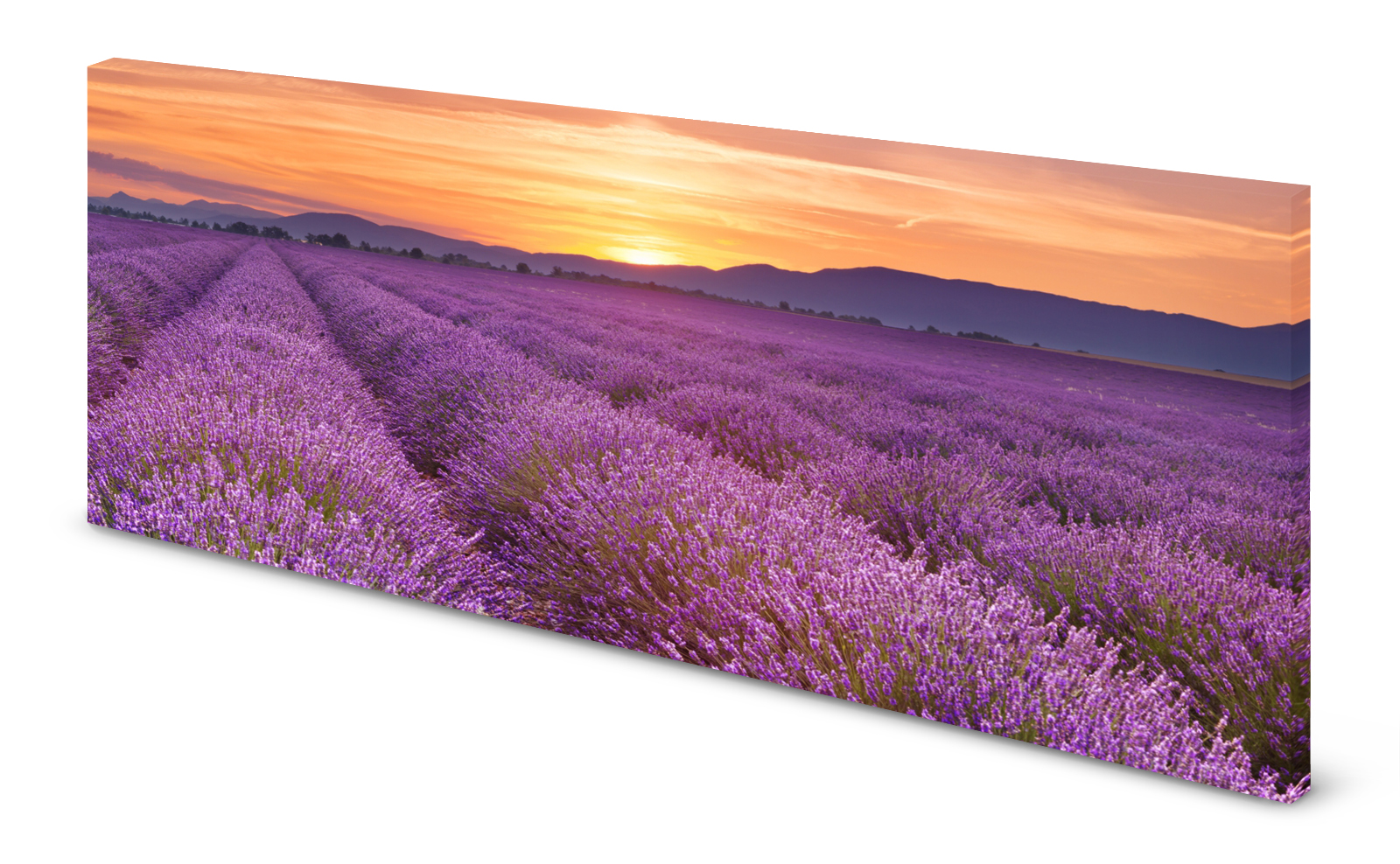 Magnettafel Pinnwand Bild Natur Lavendel Lavendelfeld gekantet