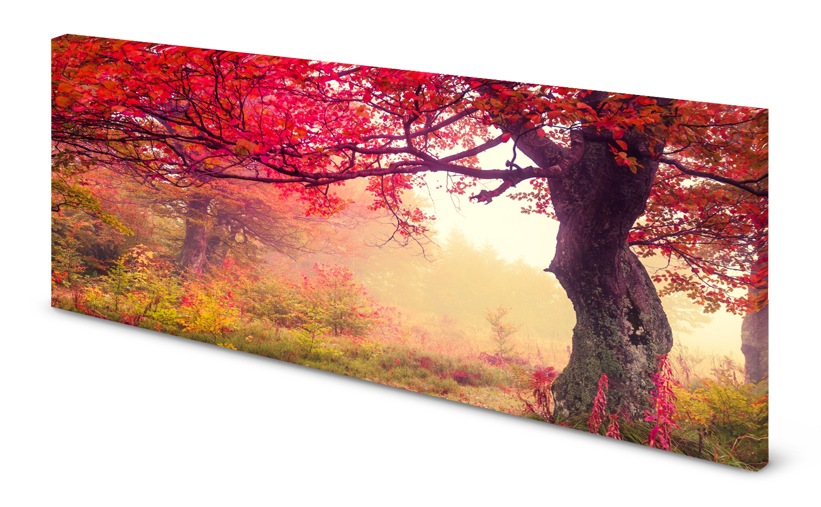 Magnettafel Pinnwand Bild Natur Wald Baum rot Nebel gekantet