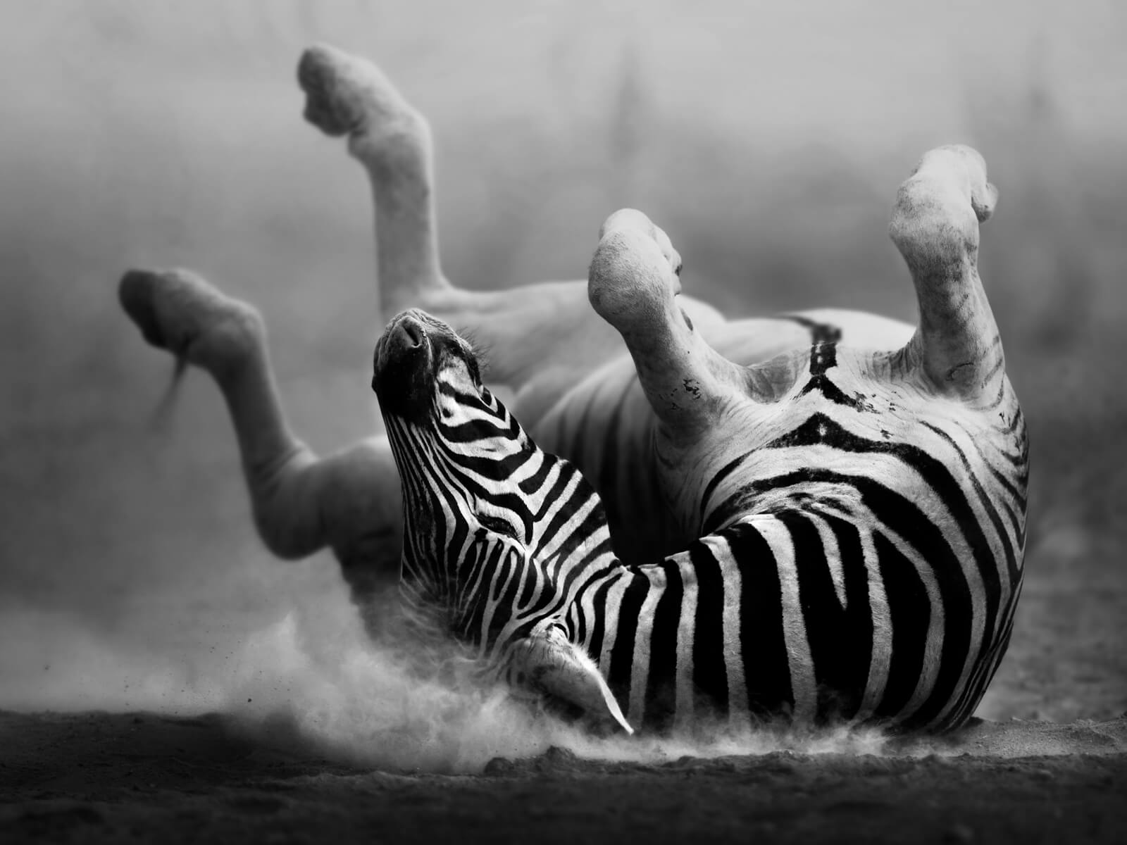 Vlies Tapete XXL Poster Fototapete Zebra Wellness Afrika