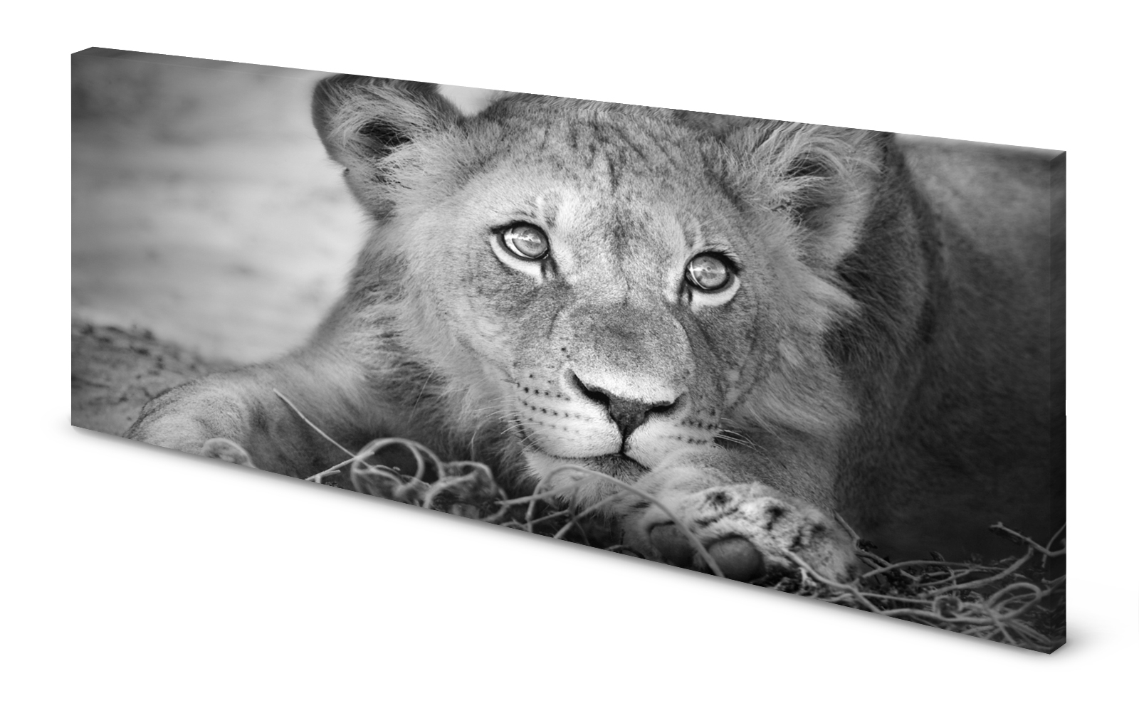 Magnettafel Pinnwand Bild Löwe Löwenjunges gekantet