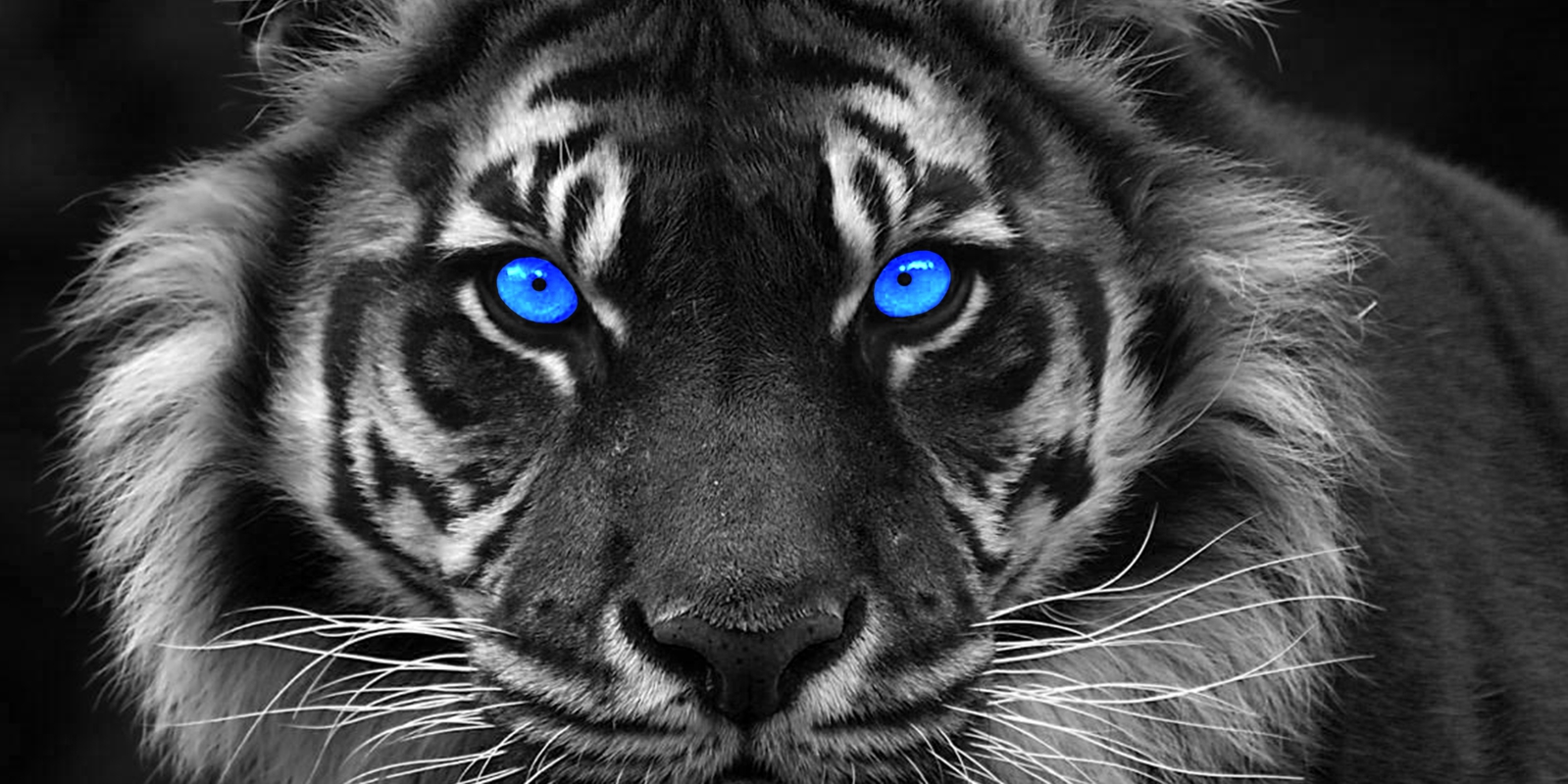 Vlies Tapete XXL Poster Fototapete Panorama Tiger