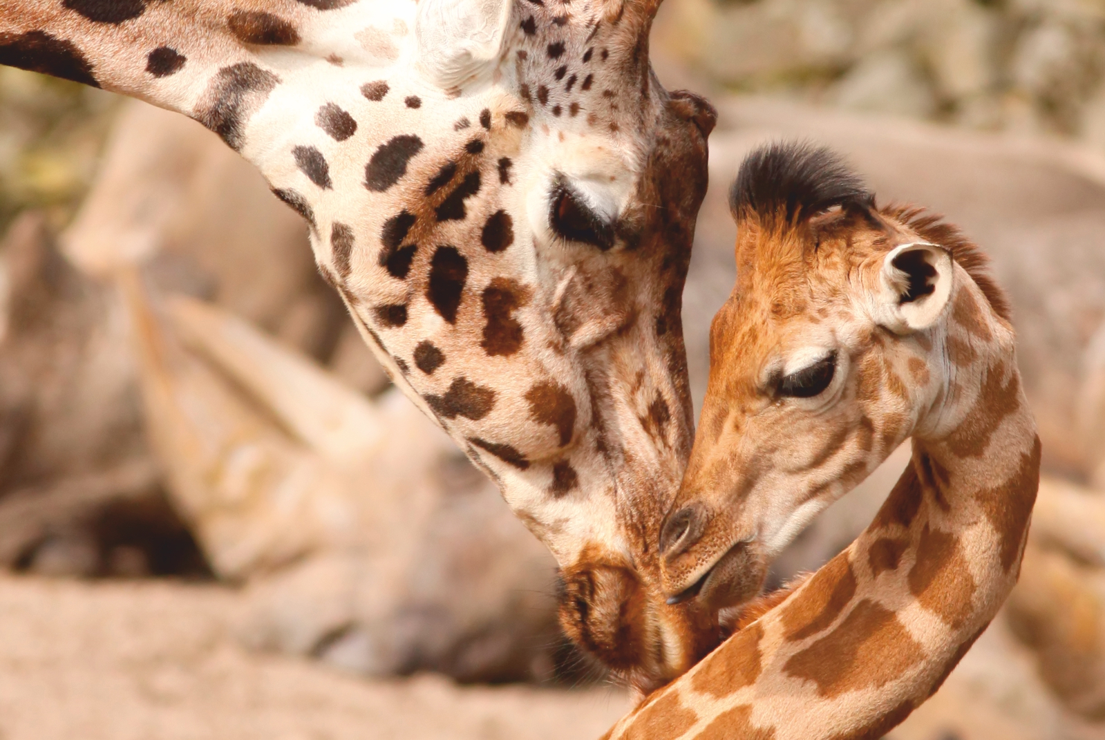Magnettafel Pinnwand Magnetbild XXL Giraffe Mutter & Kind