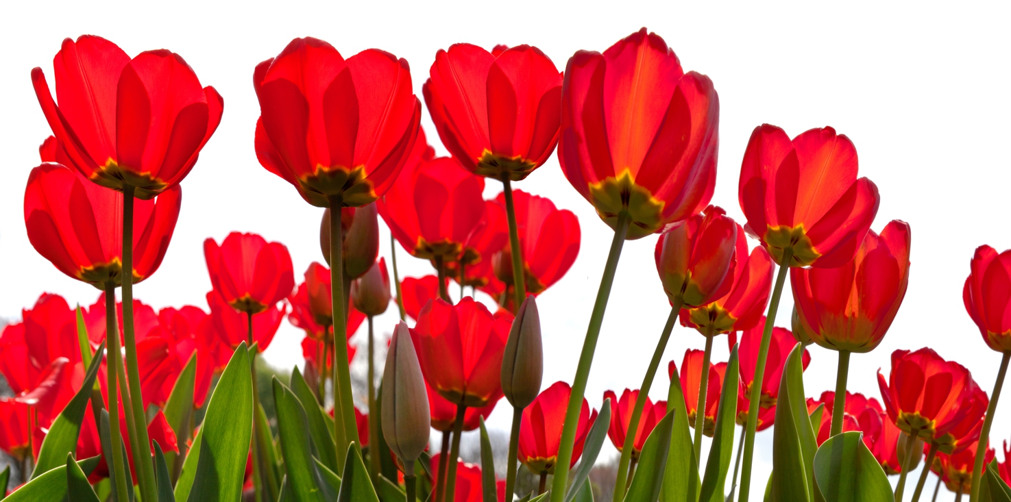 Magnettafel Pinnwand Bild XXL Panorama Tulpen Blumen rot