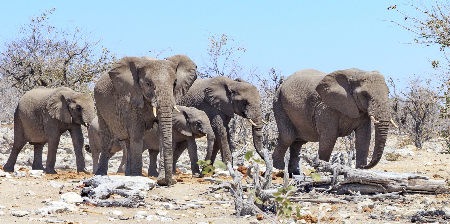 Magnettafel Pinnwand Bild XXL Panorama Elefanten Herde