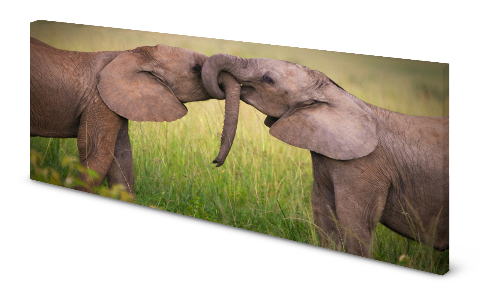 Magnettafel Pinnwand Bild Elefanten Elefantenbabys gekantet