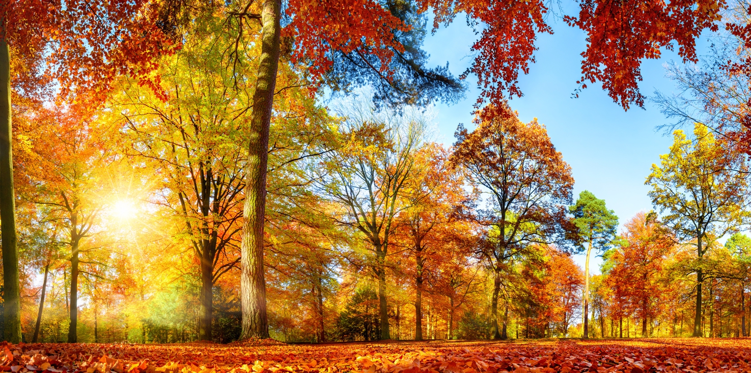 Magnettafel Pinnwand Bild Panorama Lichtung Wald Herbst bunt
