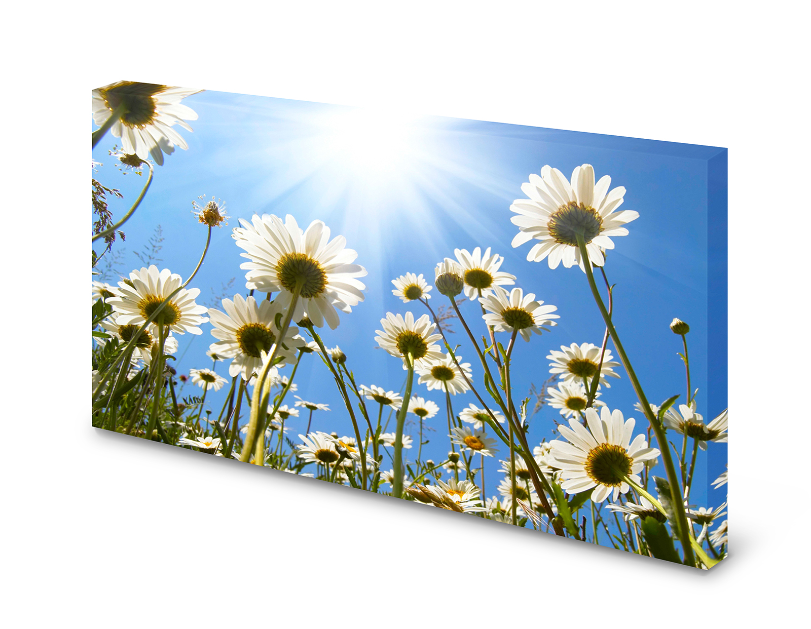 Magnettafel Pinnwand Bild Blumen Margeriten Himmel Sonne Natur