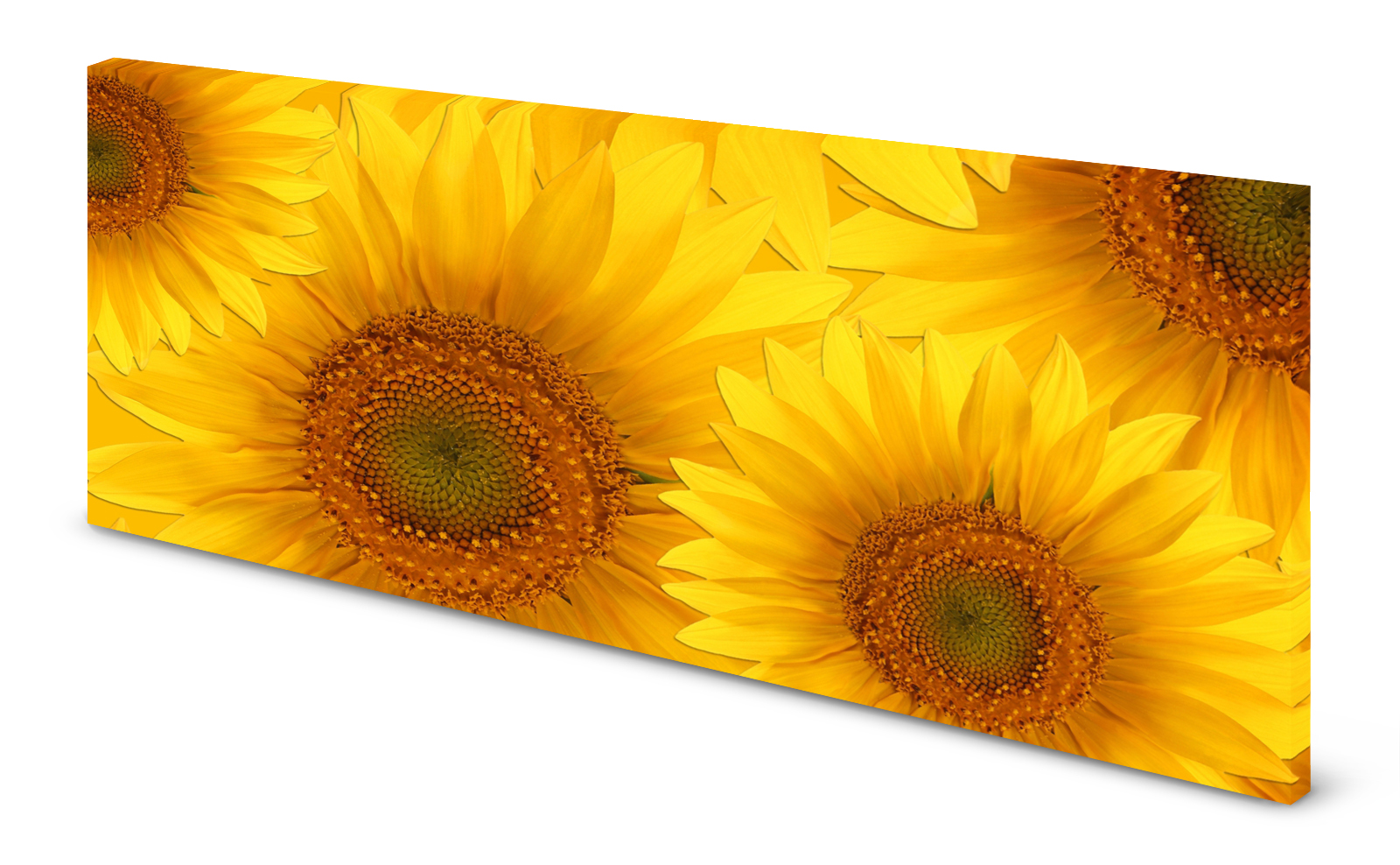 Magnettafel Pinnwand Bild Panorama Blumen Sonnenblumen gekantet