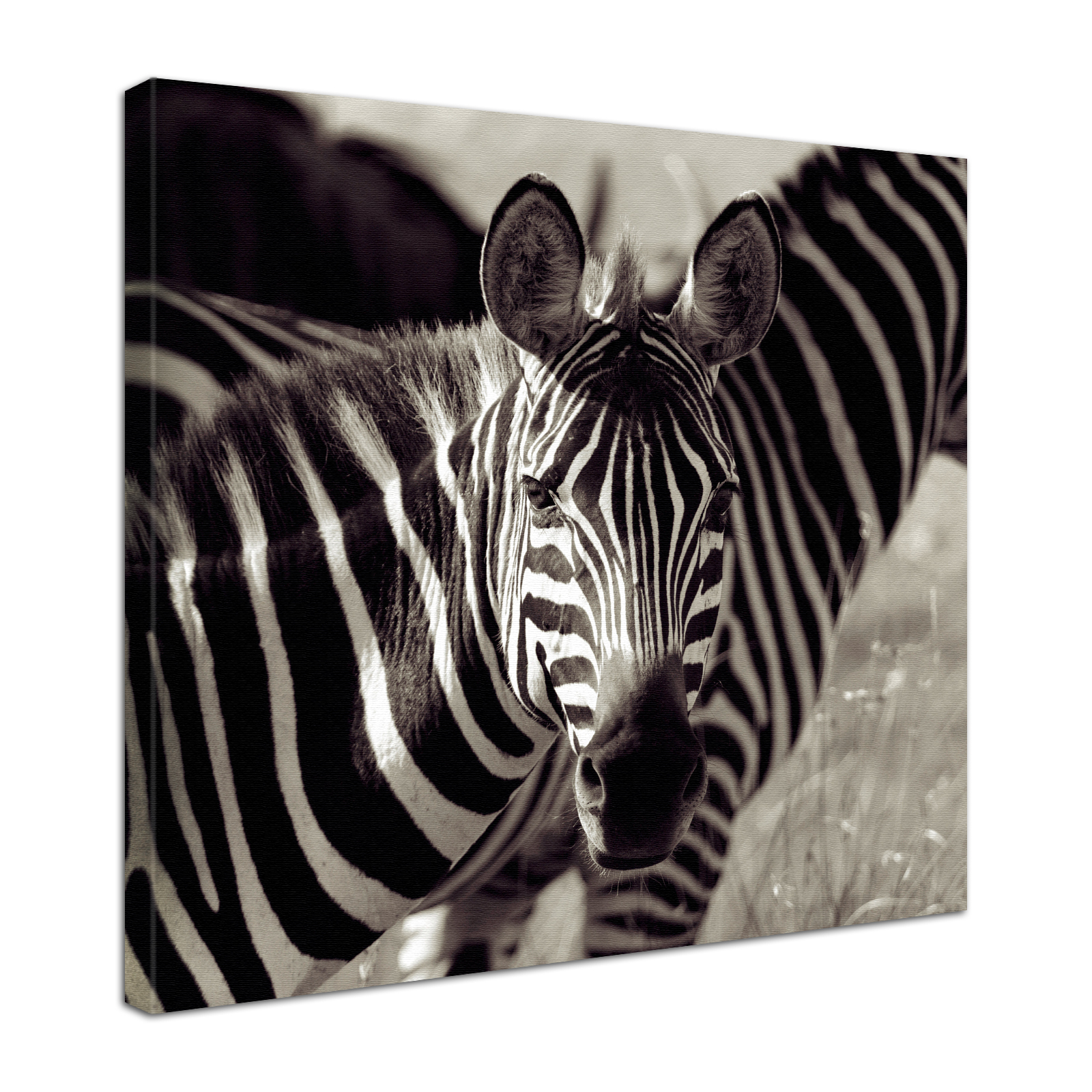 Leinwand Bild edel Tiere Zebra