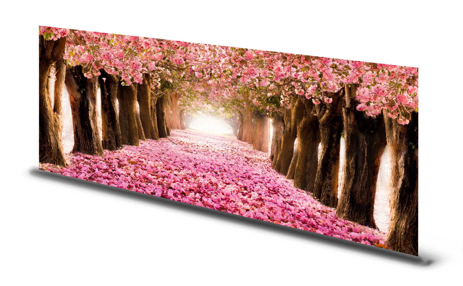 Magnettafel Pinnwand Bild Allee Bäume Kirschblüte rosa gekantet