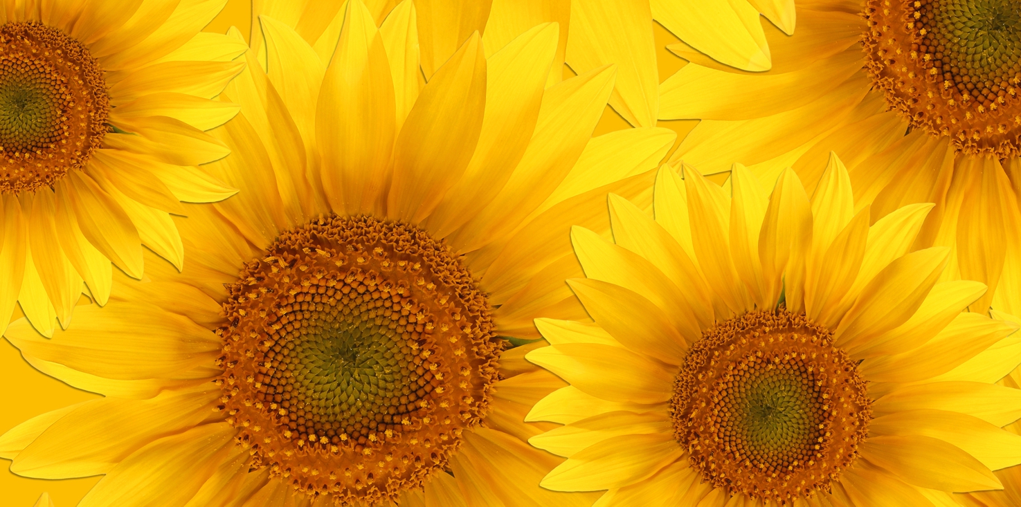 Magnettafel Pinnwand Bild XXL Panorama Blumen Sonnenblumen