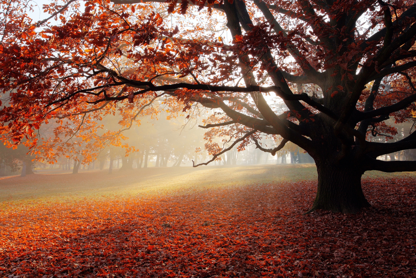 Magnettafel Pinnwand XXL Bild Eiche Baum im Herbst