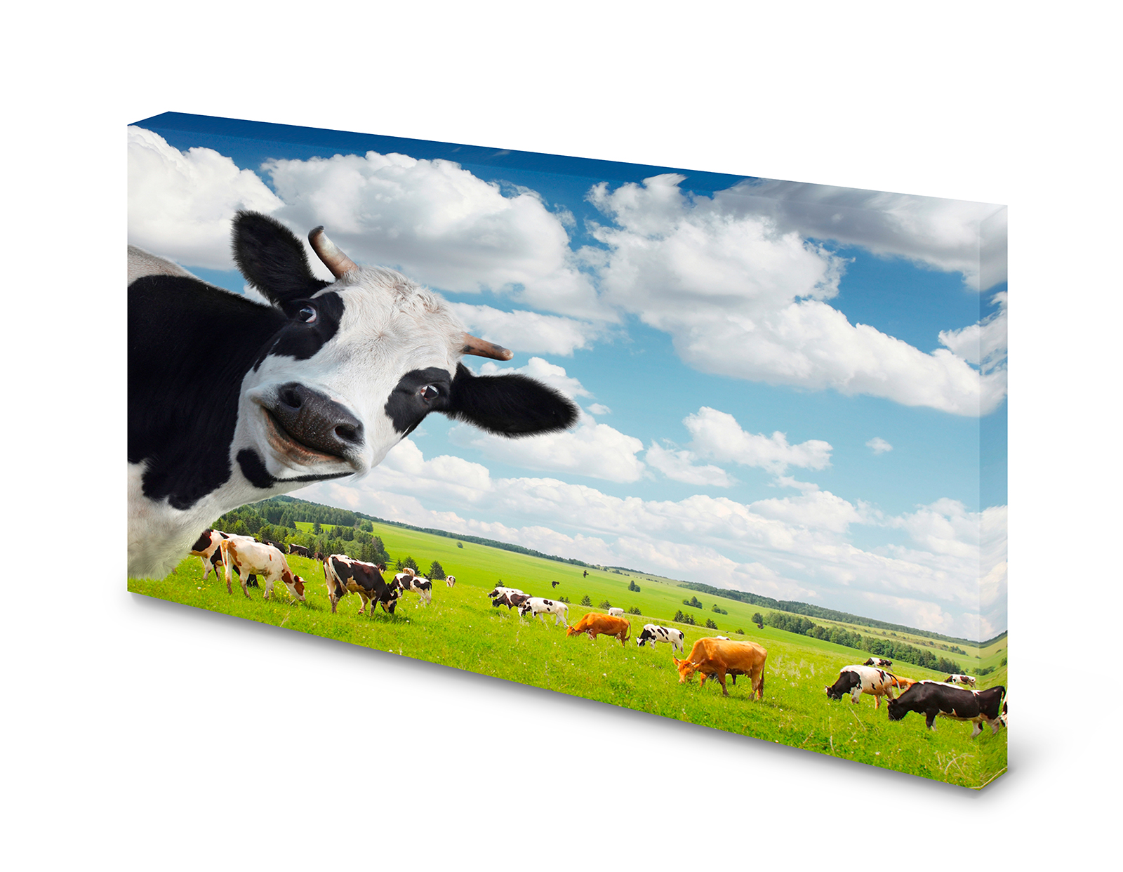 Magnettafel Pinnwand Bild   Kuh Kuhherde Holsteiner Rind gekantet