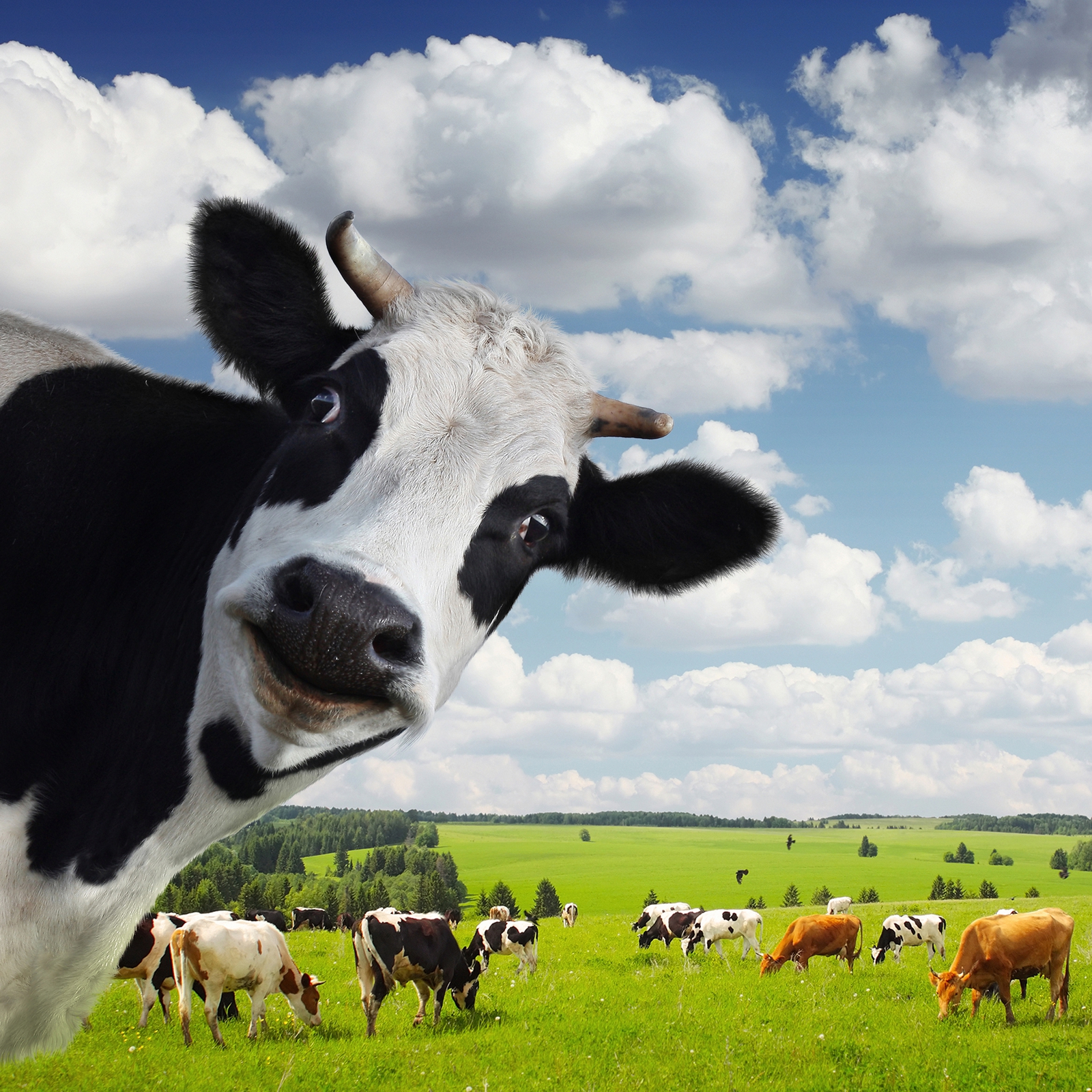Beistelltisch Couchtisch mit Motiv Tiere Kuh mit Herde