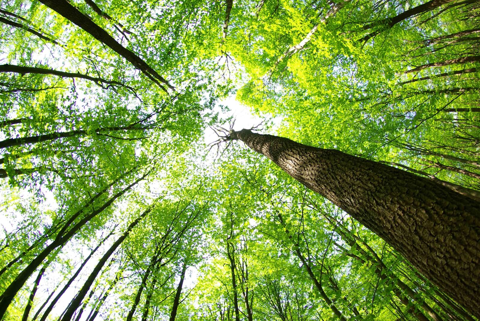 Vlies XXL-Poster Tapete Fototapete Natur Wald Bäume Blick nach oben