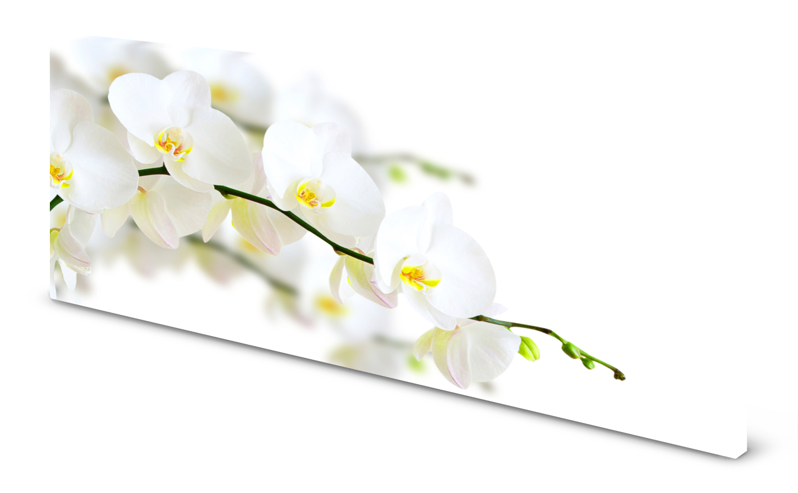 Magnettafel Pinnwand Bild Panorama Blumen Orchideen weiß gekantet