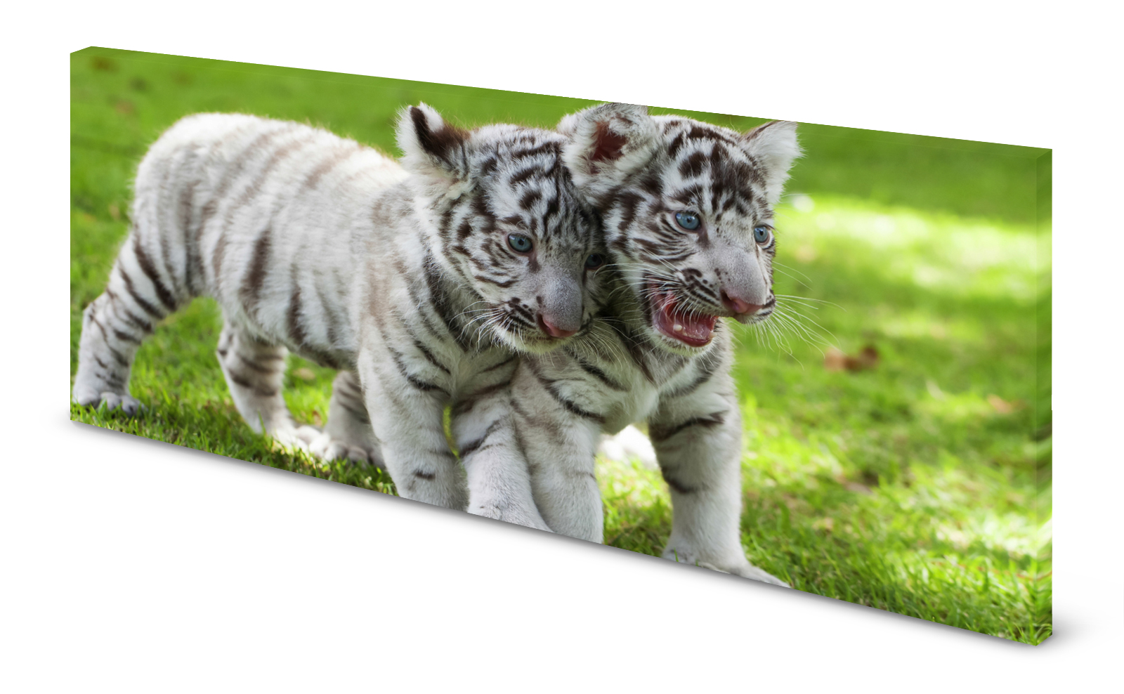Magnettafel Pinnwand Bild Tiger Tigerbaby weiß gekantet