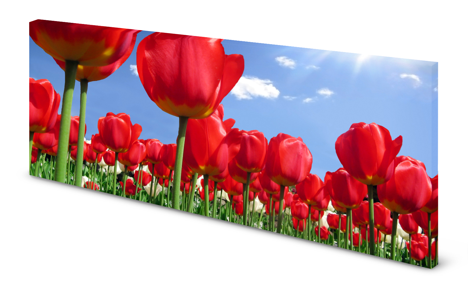 Magnettafel Pinnwand Bild Blumen Tulpen rot Himmel gekantet
