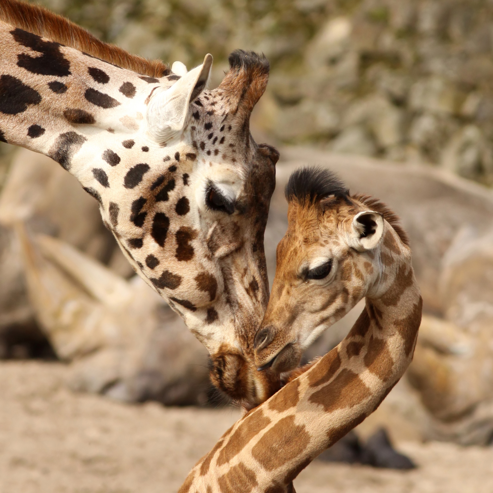 Beistelltisch Couchtisch mit Motiv Tiere Giraffe Mutter & Kind