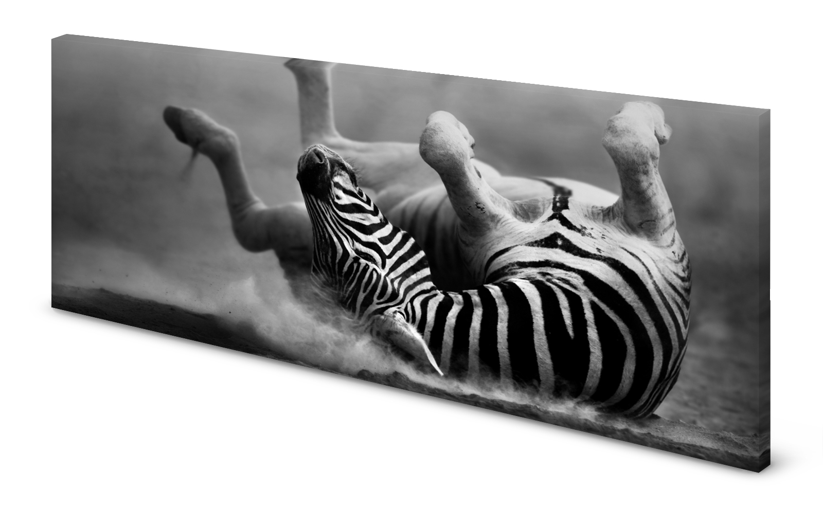 Magnettafel Pinnwand Bild Zebra Panorama gekantet