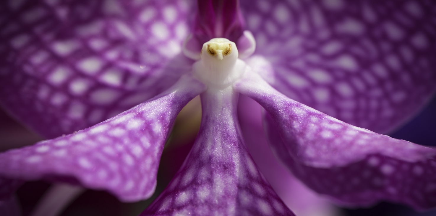 Magnettafel Pinnwand Bild XXL Panorama Orchideen lila