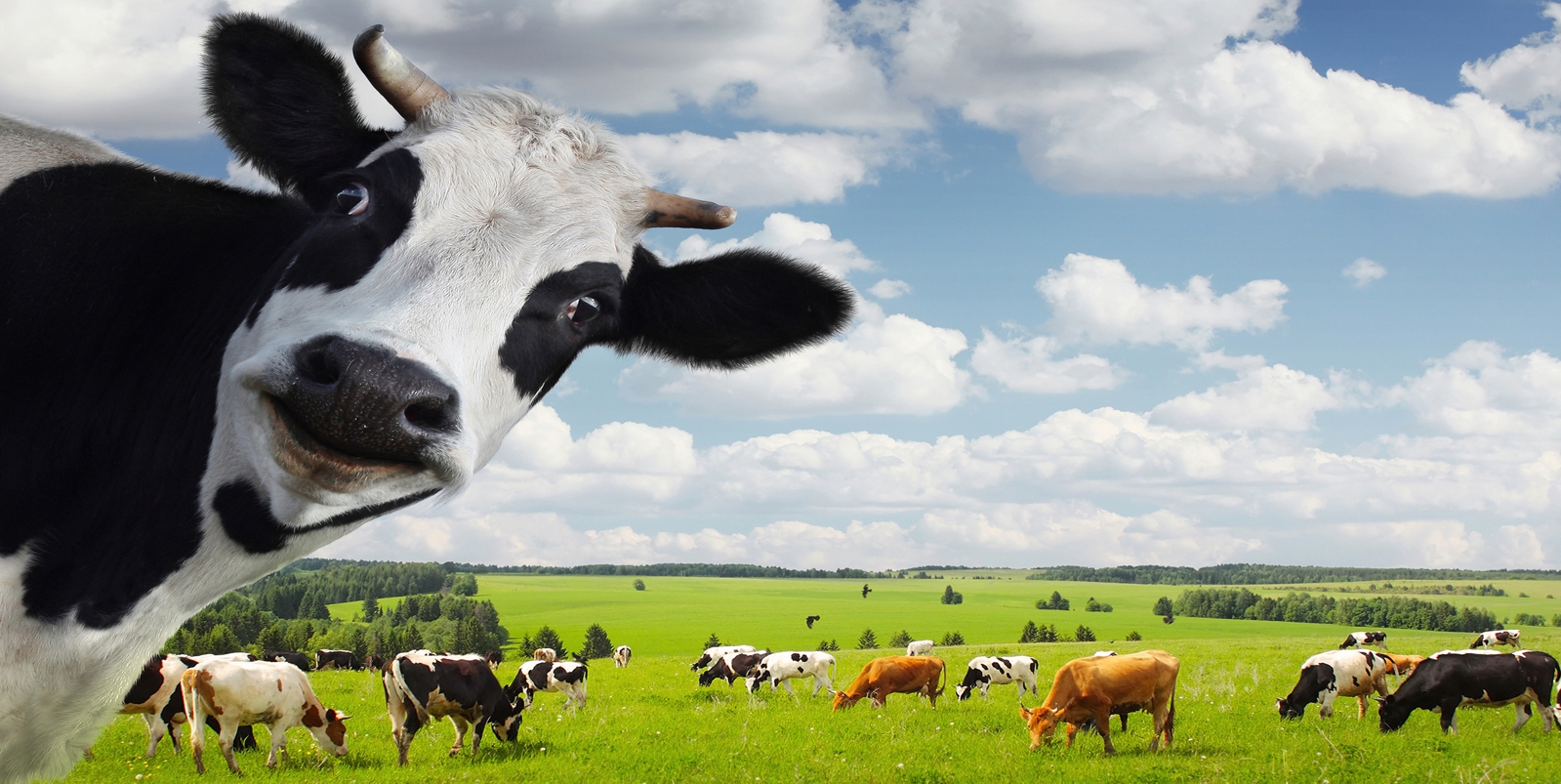 Magnettafel Pinnwand Magnetbild Kuh Herde Holstein Rind