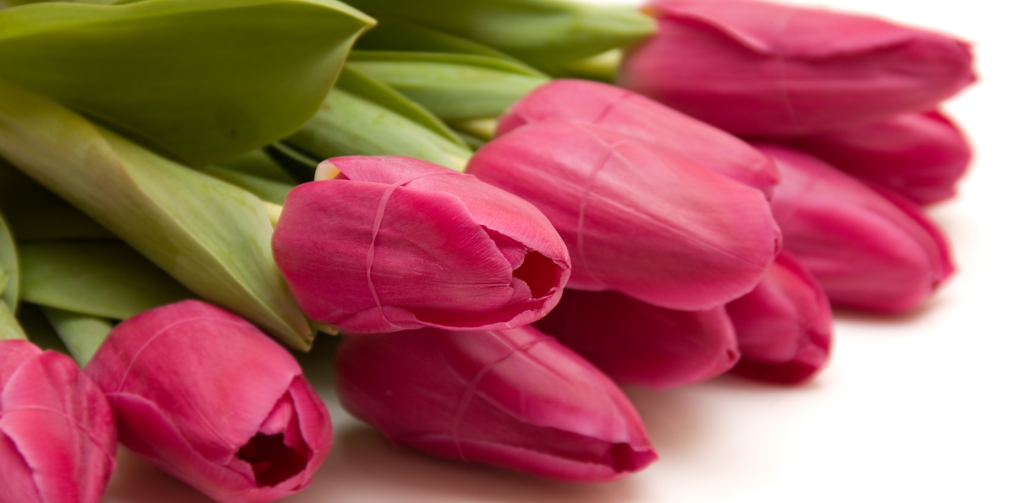 Magnettafel Pinnwand XXL Magnetbild Tulpen Blumen pink