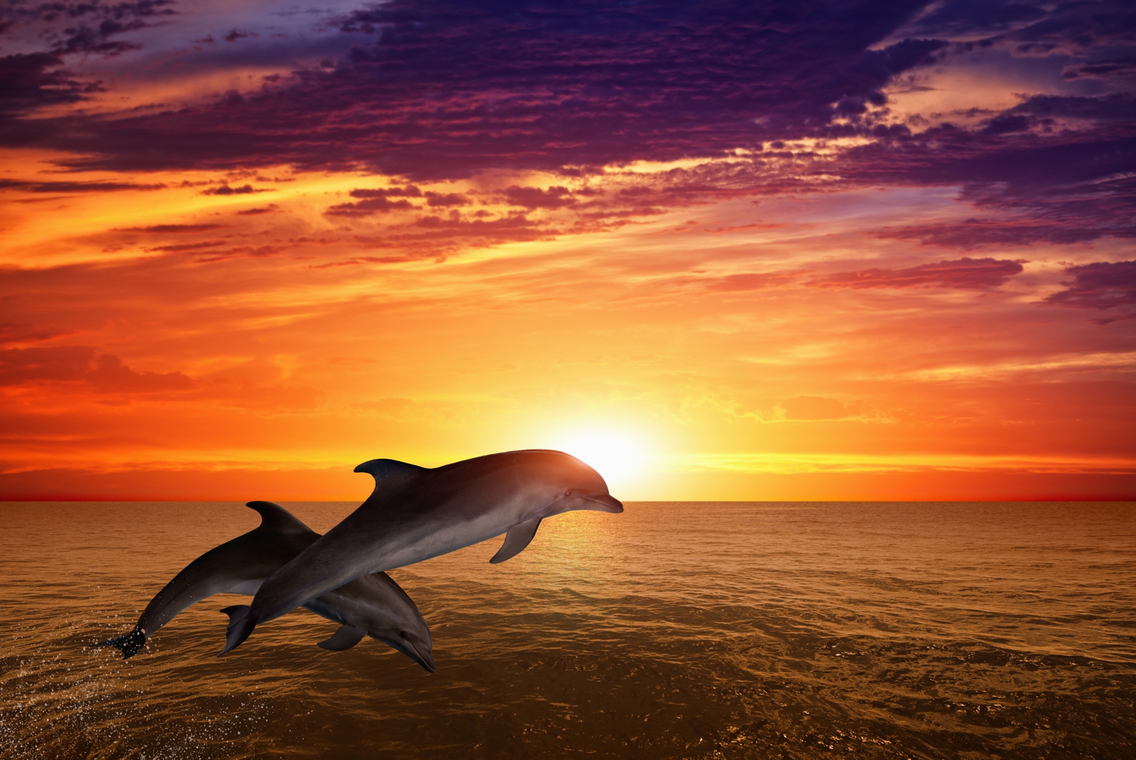 Magnettafel Pinnwand XXL Bild Delfine Delphine Sonnenuntergang