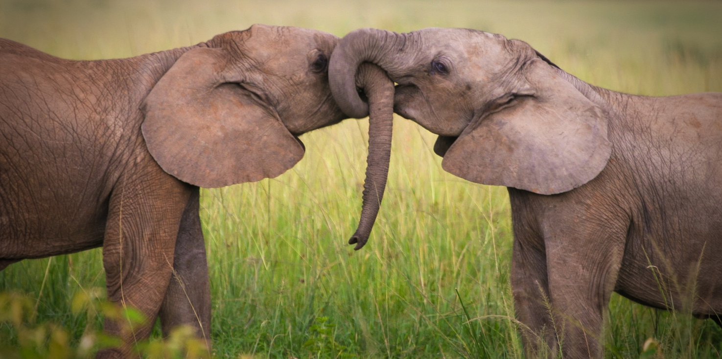 Magnettafel Pinnwand Bild XXL Panorama Elefanten Babys