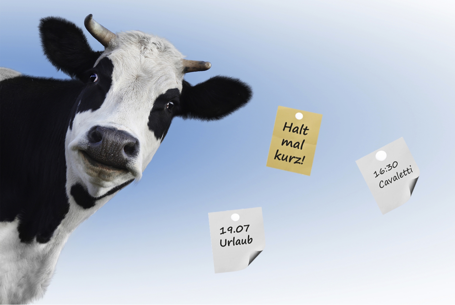 Magnettafel Pinnwand Magnetbild Kuh Holstein Rind