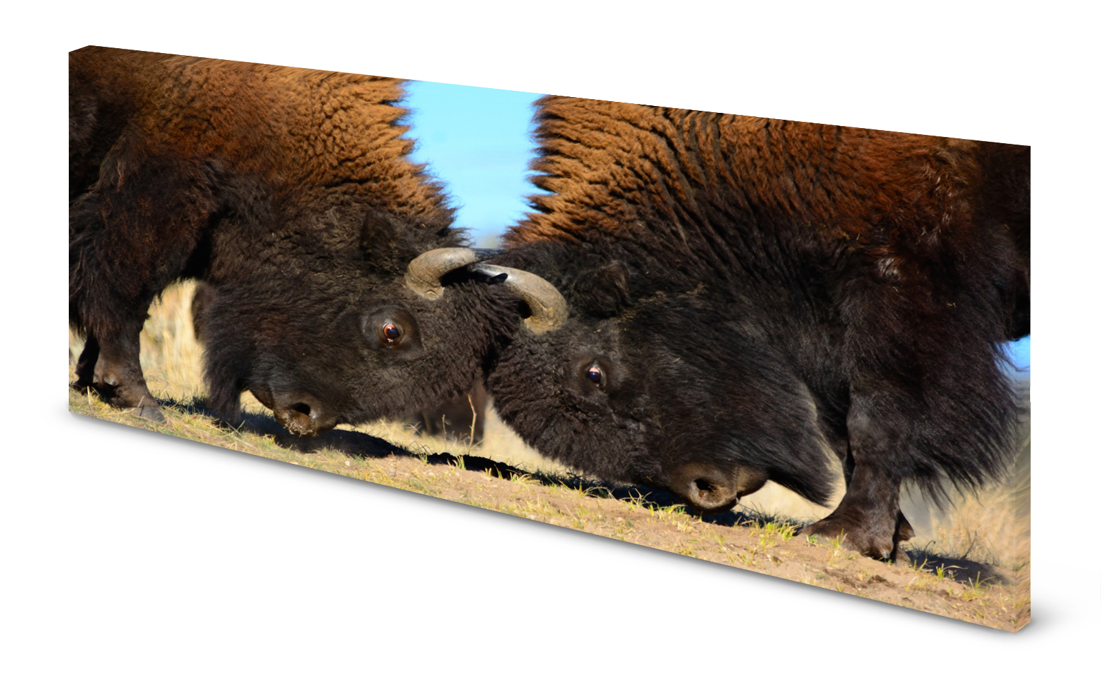 Magnettafel Pinnwand Bild Panorama Büffel gekantet