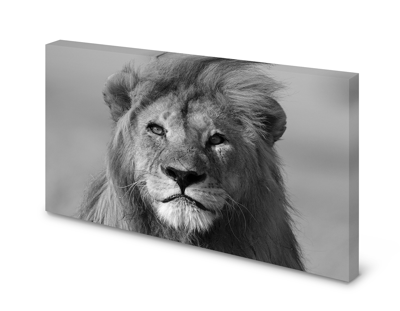 Magnettafel Pinnwand Bild   Löwe schwarz weiß XXL gekantet